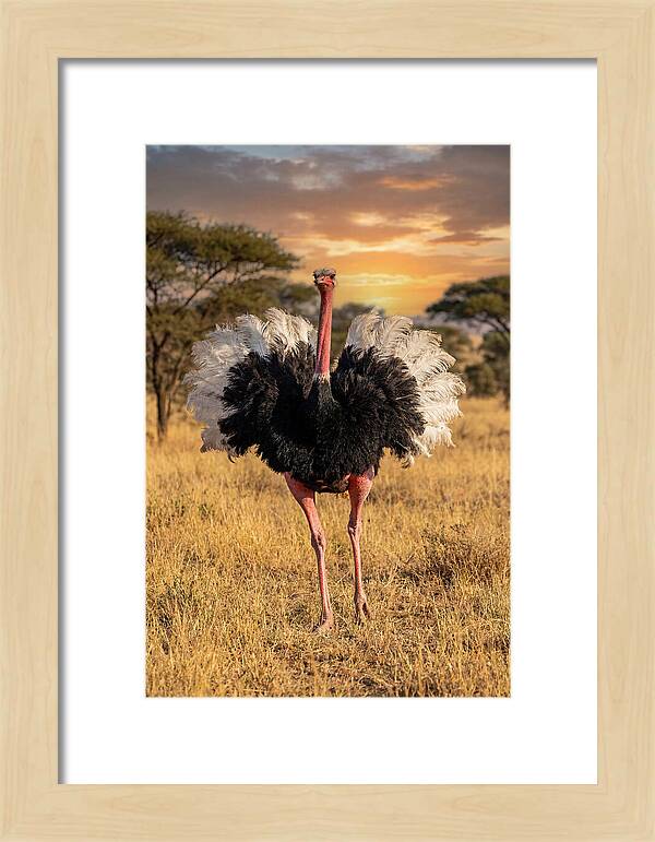 Ostrich Male Display