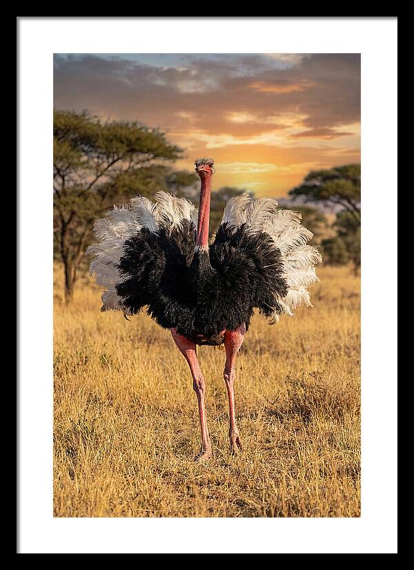Ostrich Male Display
