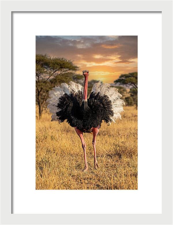 Ostrich Male Display