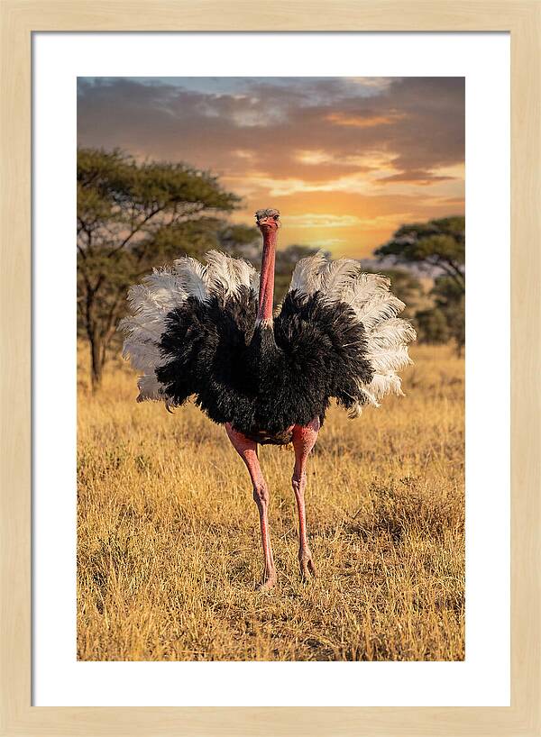 Ostrich Male Display