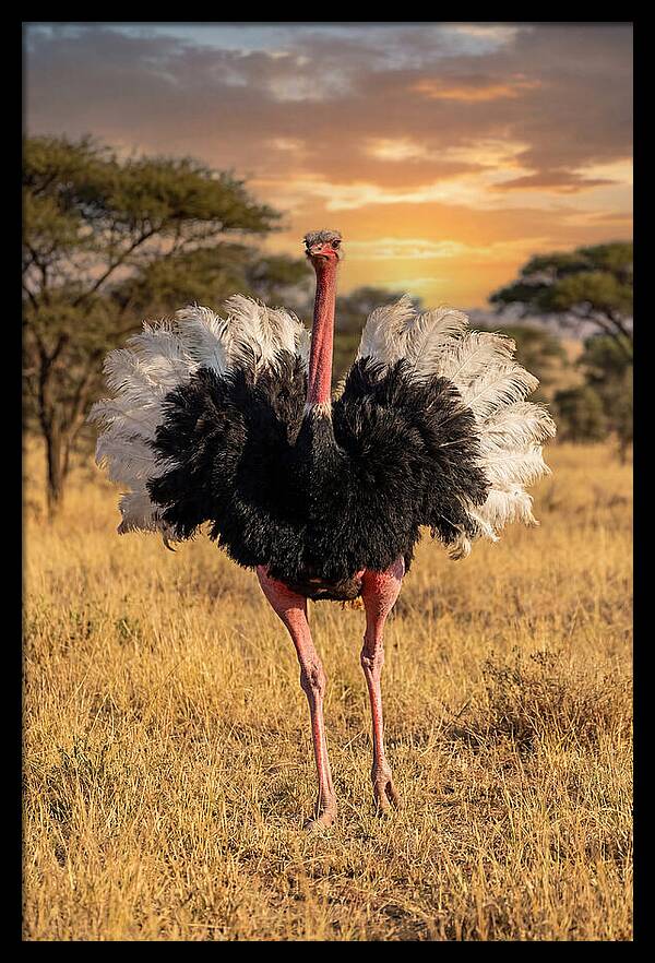 Ostrich Male Display