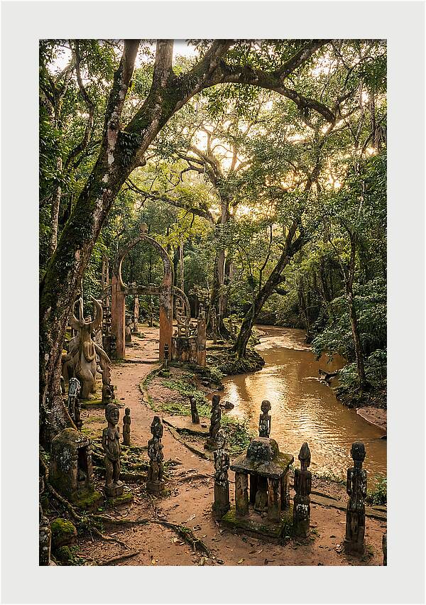 Osun Osogbo Sacred Grove At Golden Hour
