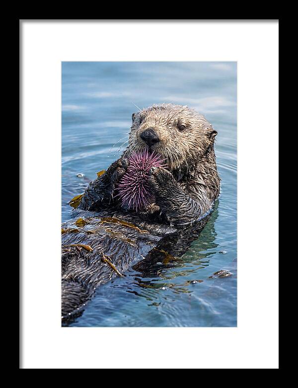 Otter Delight In The Waves