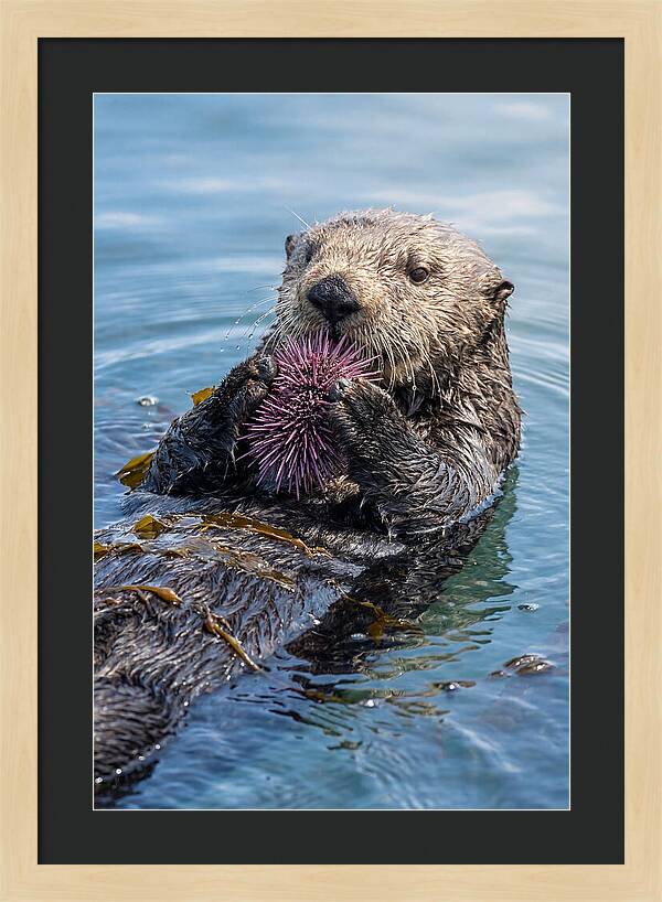 Otter Delight In The Waves