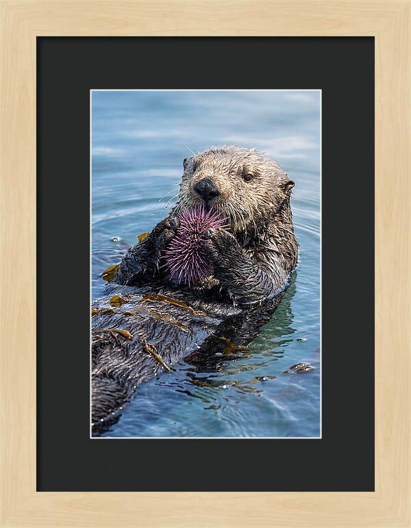 Otter Delight In The Waves