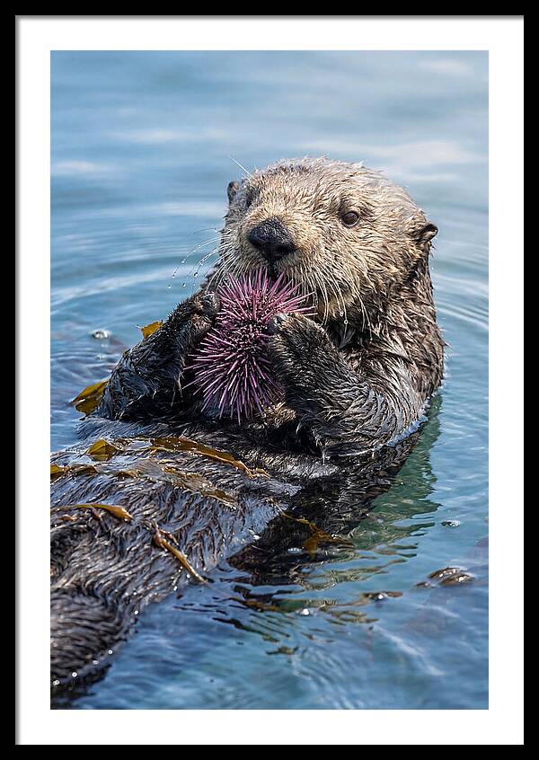 Otter Delight In The Waves