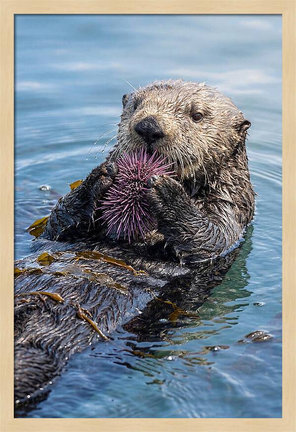 Otter Delight In The Waves