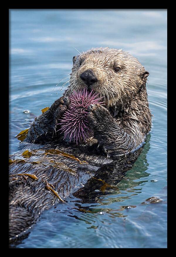 Otter Delight In The Waves