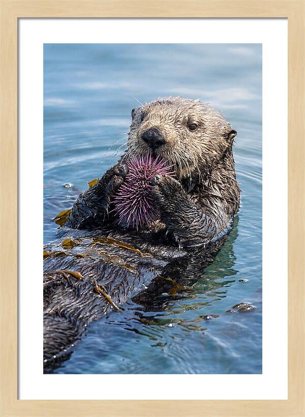 Otter Delight In The Waves