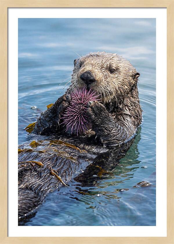 Otter Delight In The Waves