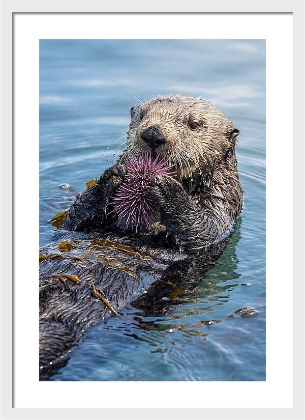 Otter Delight In The Waves