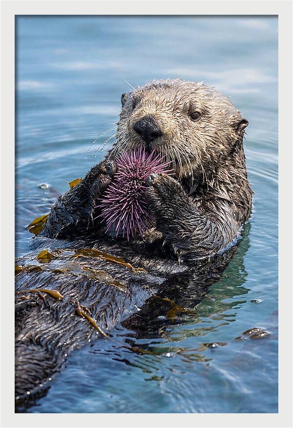Otter Delight In The Waves