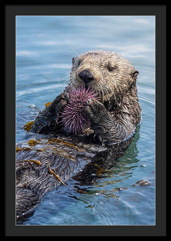 Otter Delight In The Waves