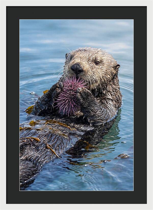 Otter Delight In The Waves