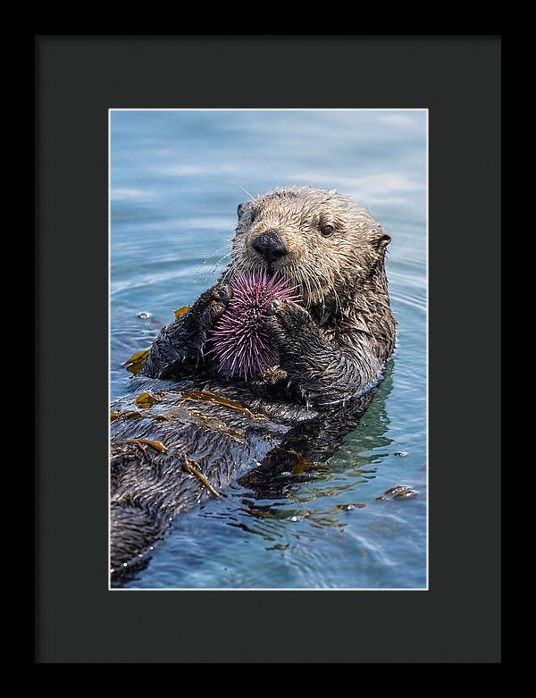 Otter Delight In The Waves