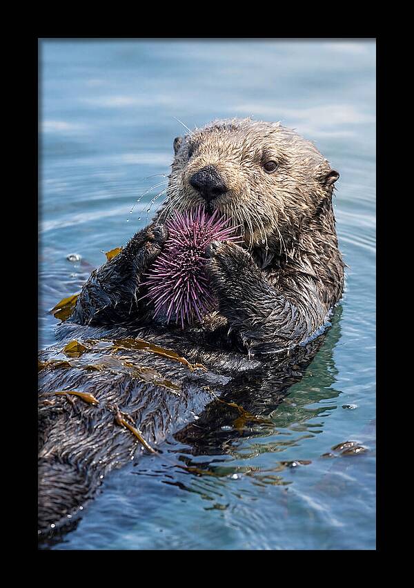 Otter Delight In The Waves