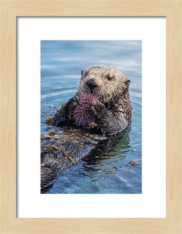 Otter Delight In The Waves