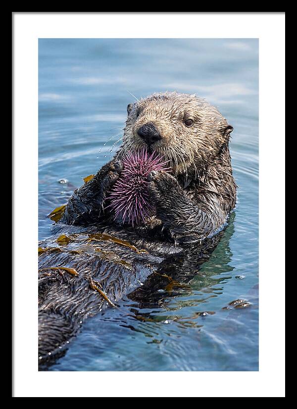 Otter Delight In The Waves