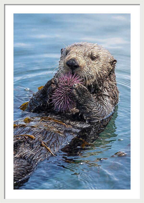 Otter Delight In The Waves