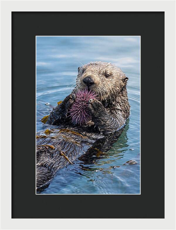 Otter Delight In The Waves