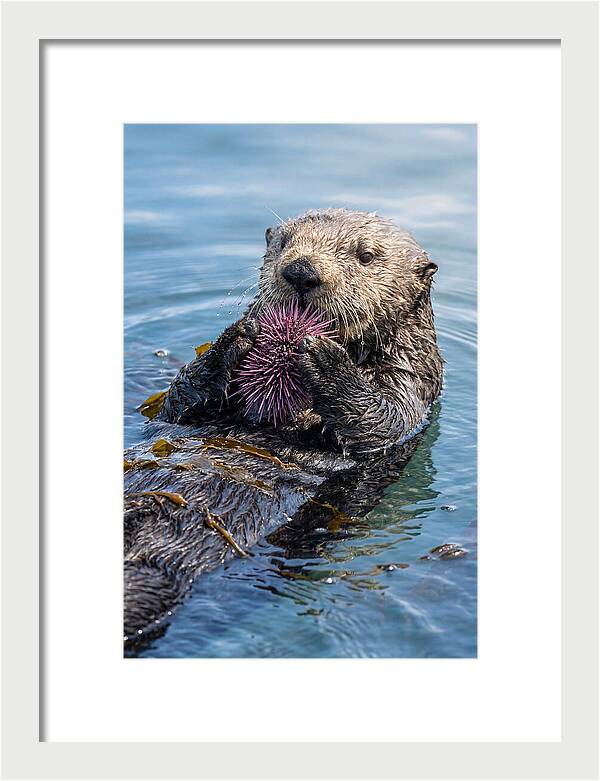 Otter Delight In The Waves