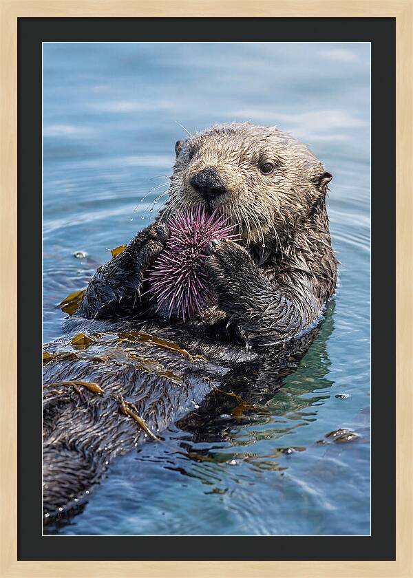 Otter Delight In The Waves