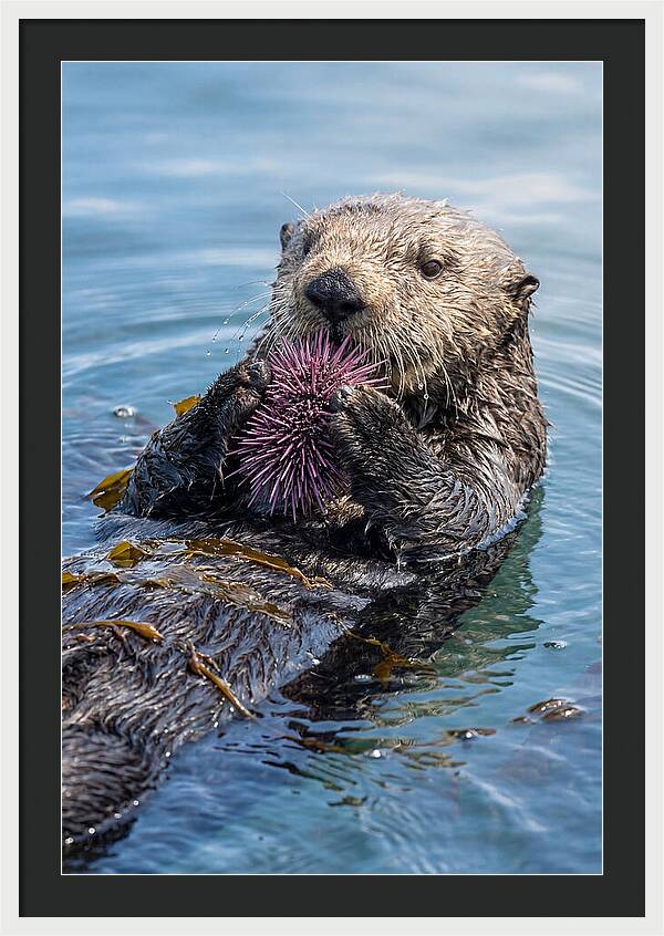 Otter Delight In The Waves