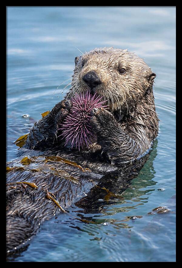 Otter Delight In The Waves