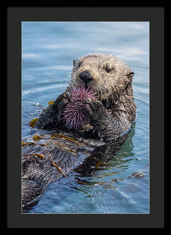 Otter Delight In The Waves