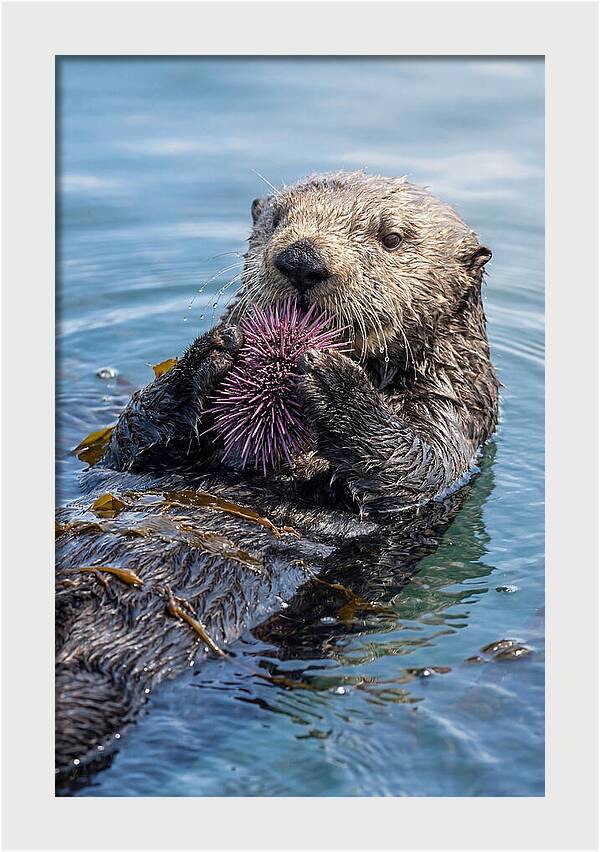 Otter Delight In The Waves