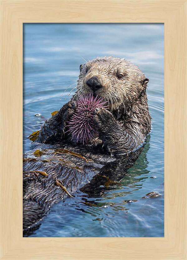 Otter Delight In The Waves