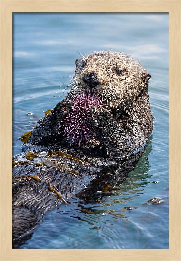 Otter Delight In The Waves