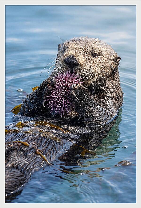 Otter Delight In The Waves