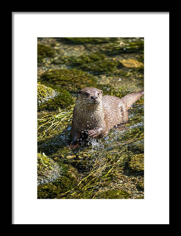 Otter Frolicking In The Water