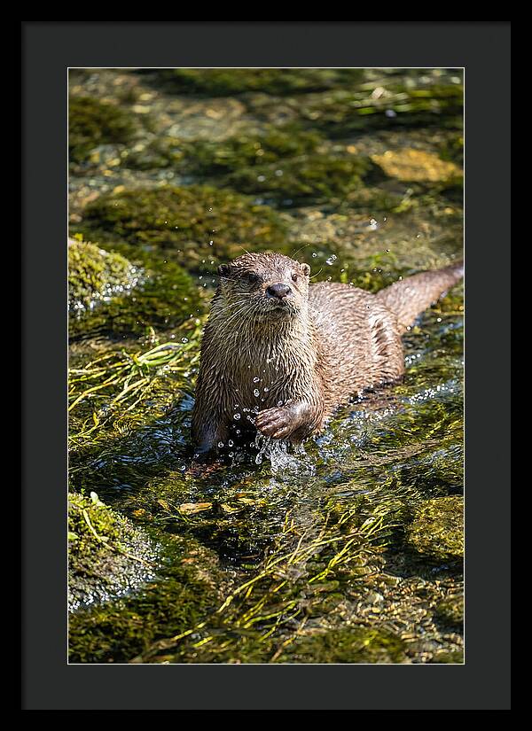 Otter Frolicking In The Water