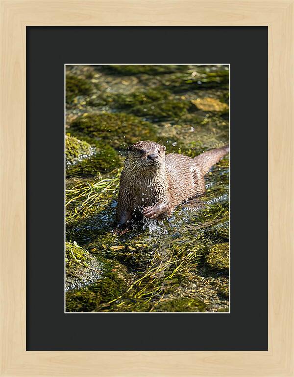 Otter Frolicking In The Water