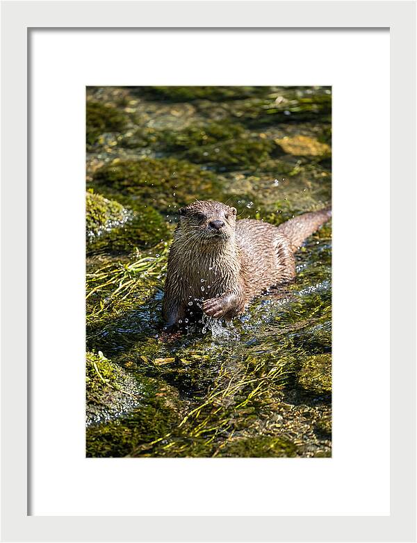 Otter Frolicking In The Water