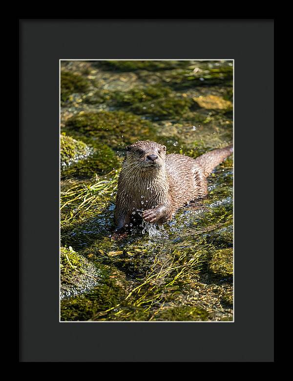 Otter Frolicking In The Water