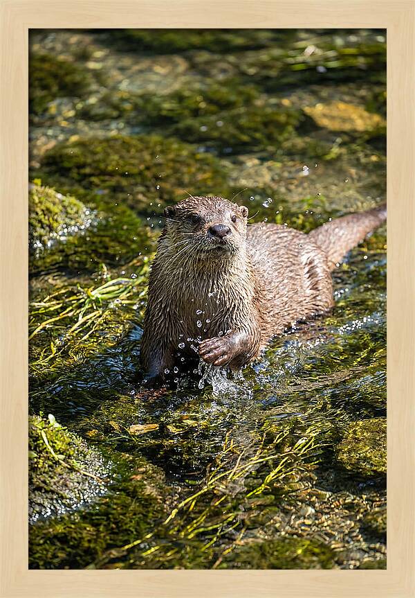 Otter Frolicking In The Water