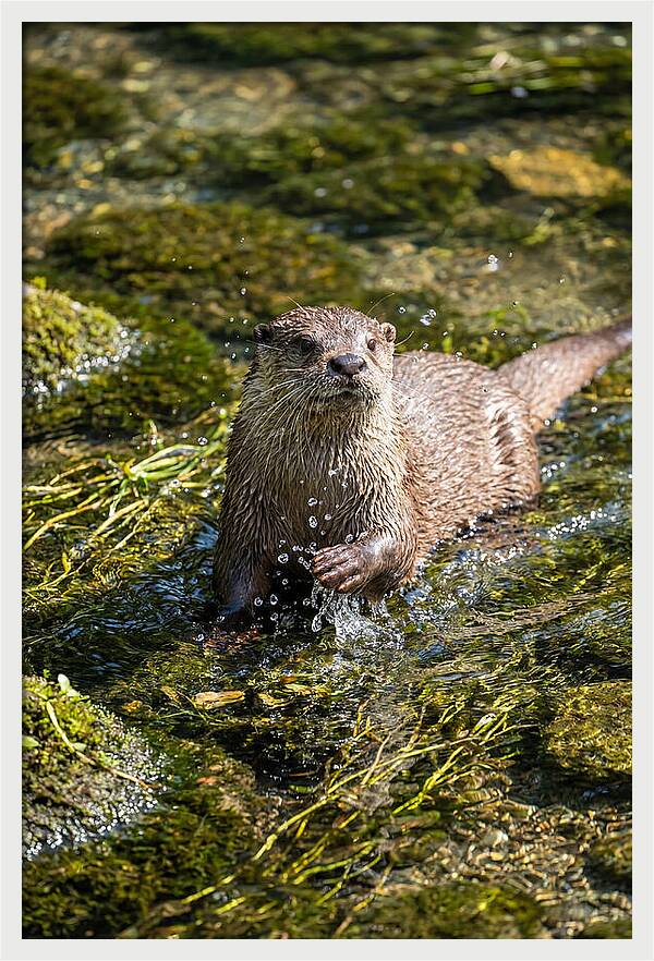 Otter Frolicking In The Water