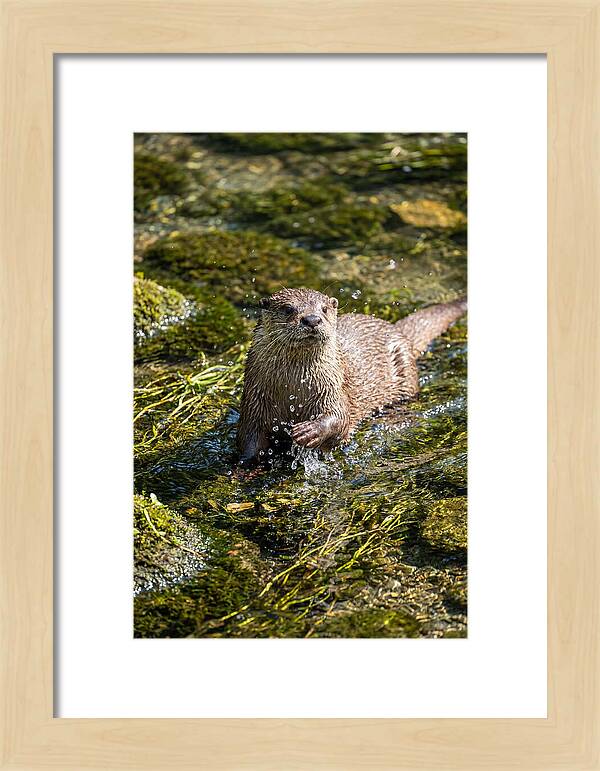 Otter Frolicking In The Water