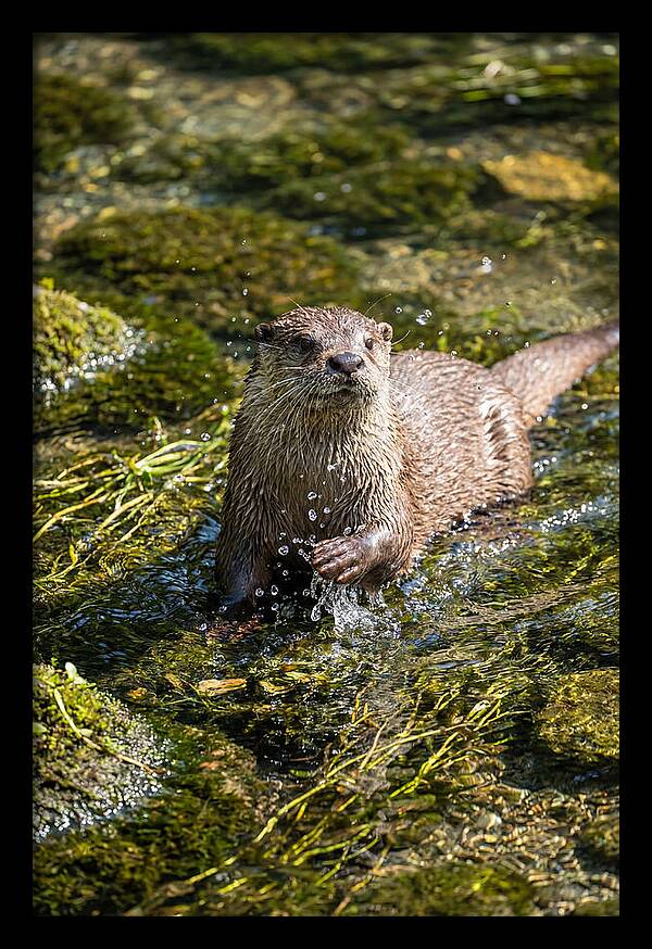 Otter Frolicking In The Water