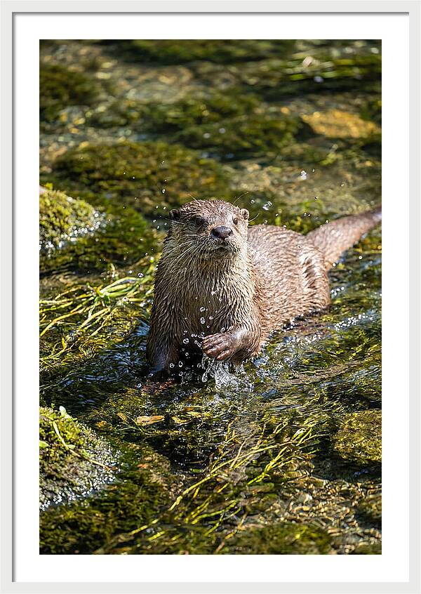 Otter Frolicking In The Water