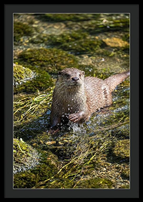 Otter Frolicking In The Water