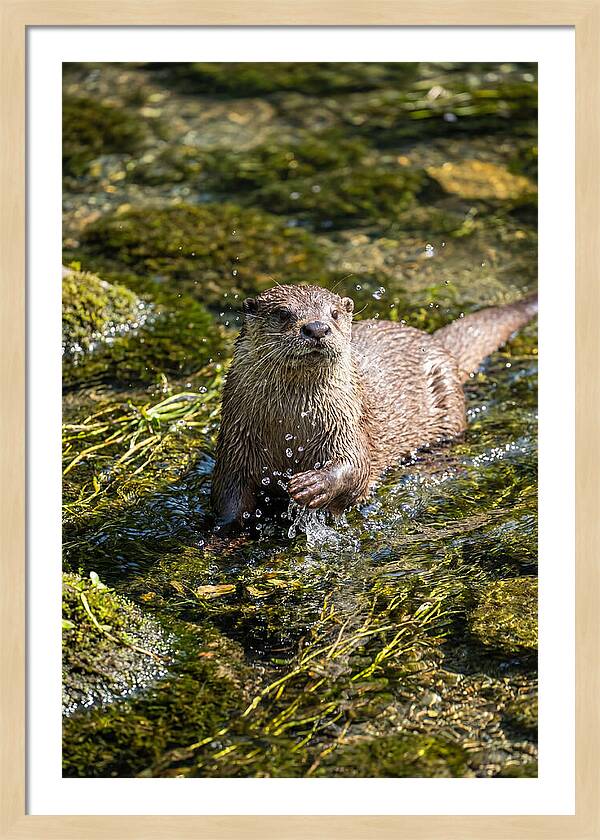 Otter Frolicking In The Water