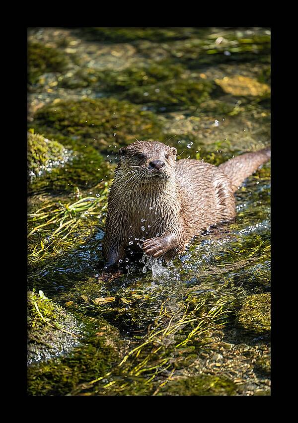 Otter Frolicking In The Water