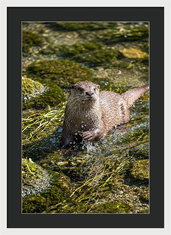 Otter Frolicking In The Water