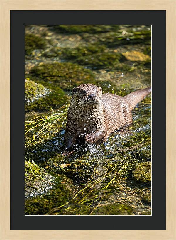 Otter Frolicking In The Water