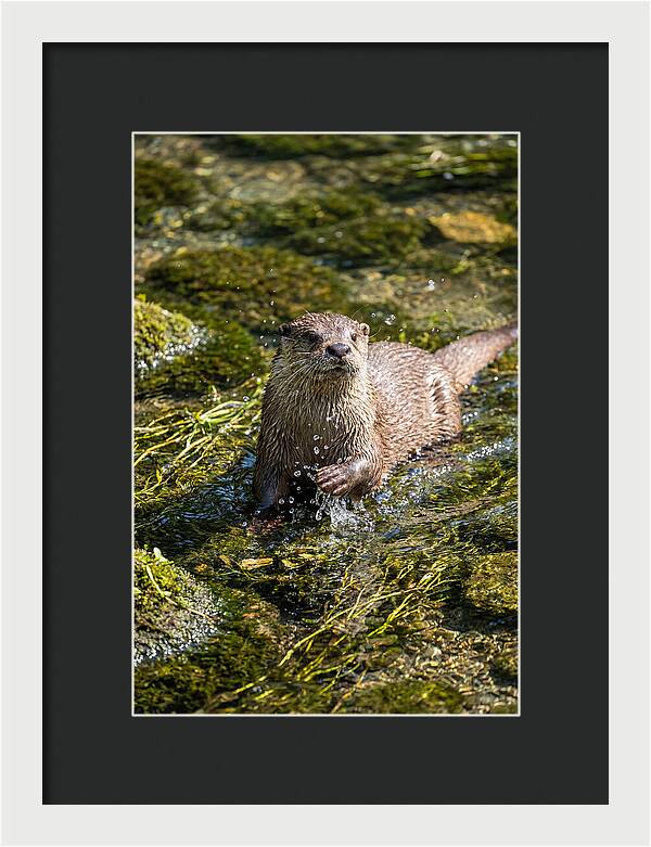Otter Frolicking In The Water
