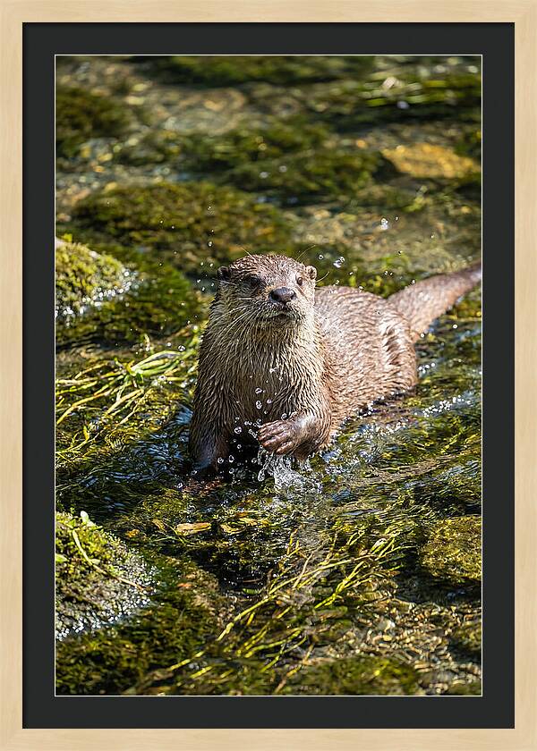 Otter Frolicking In The Water